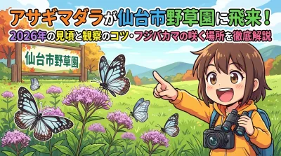 アサギマダラが仙台市野草園に飛来！2026年の見頃と観察のコツ・フジバカマの咲く場所を徹底解説